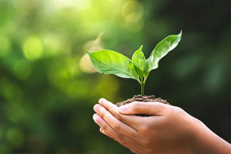 hands holding a plant