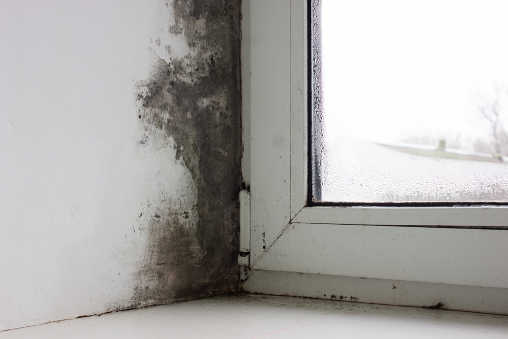 winter mold on the wall next to a window with condensation