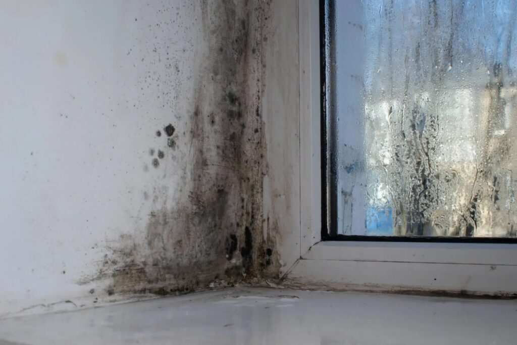 mold prevention tips