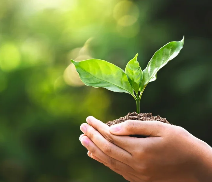 hands holding a plant