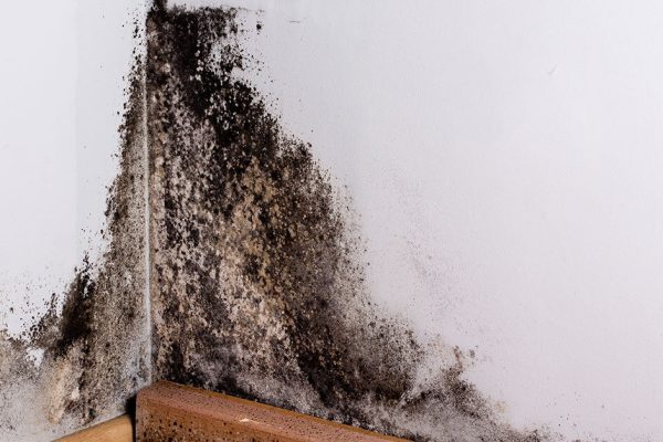 How Can Mold Affect My Home?